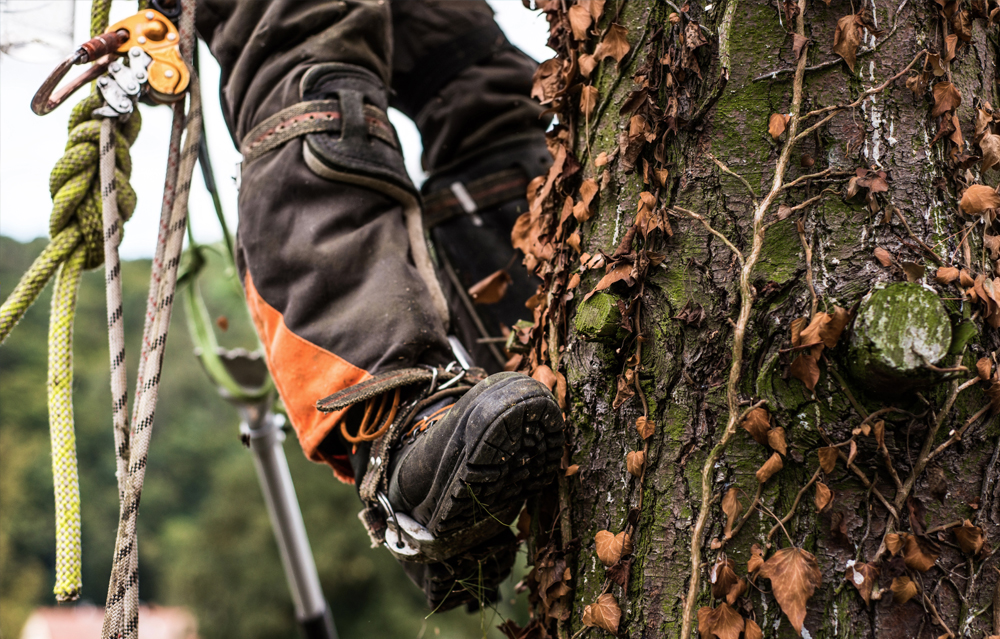 Élagueur grimpeur en intervention à Loisin
